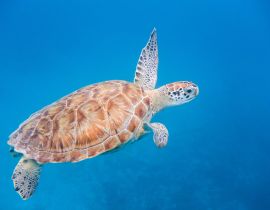 Lais Puzzle - Unterwasseransicht der Grünen Meeresschildkröte (Chelonia mydas) beim Schwimmen im blauen Meer auf Barbados - 40, 100, 200, 500, 1.000 & 2.000 Teile