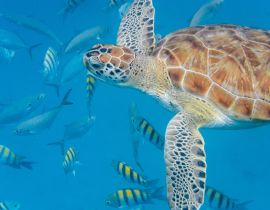 Lais Puzzle - Unterwasseransicht der Grünen Meeresschildkröte (Chelonia mydas) beim Schwimmen im blauen Meer auf Barbados - 40, 100, 200, 500, 1.000 & 2.000 Teile
