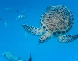 Lais Puzzle - Unterwasseransicht der Grünen Meeresschildkröte (Chelonia mydas) beim Schwimmen im blauen Meer auf Barbados - 40, 100, 200, 500, 1.000 & 2.000 Teile