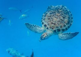 Lais Puzzle - Unterwasseransicht der Grünen Meeresschildkröte (Chelonia mydas) beim Schwimmen im blauen Meer auf Barbados - 1.000 Teile