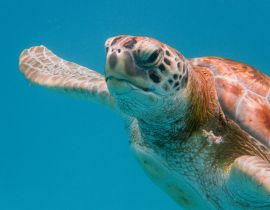Lais Puzzle - Grüne Meeresschildkröte (Chelonia mydas) beim Schwimmen in der Karibischen See in Barbados - 40, 100, 200, 500 & 1.000 Teile