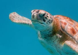 Lais Puzzle - Grüne Meeresschildkröte (Chelonia mydas) beim Schwimmen in der Karibischen See in Barbados - 1.000 Teile