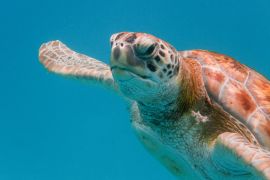 Lais Puzzle - Grüne Meeresschildkröte (Chelonia mydas) beim Schwimmen in der Karibischen See in Barbados - 2.000 Teile