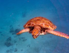 Lais Puzzle - Grüne Meeresschildkröte in Barbados - 40, 100, 200, 500, 1.000 & 2.000 Teile