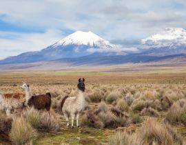 Lais Puzzle - Lamas im Sajama-Nationalpark, Bolivien - 40, 100, 200, 500, 1.000 & 2.000 Teile
