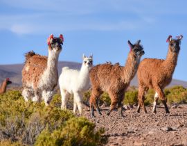Lais Puzzle - Eine Gruppe Großer Rhea / Nandu (Rhea americana) weidet auf dem Altiplano, im Eduardo Avaroa National Reserve, Uyuni, Bolivien - 40, 100, 200, 500, 1.000 & 2.000 Teile