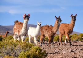 Lais Puzzle - Eine Gruppe Großer Rhea / Nandu (Rhea americana) weidet auf dem Altiplano, im Eduardo Avaroa National Reserve, Uyuni, Bolivien - 1.000 Teile