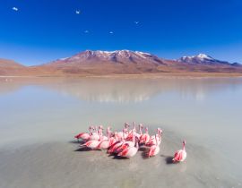 Lais Puzzle - Große Gruppe von Flamingos im spektakulären See füttern und entspannen im Eduardo Abaroa Nationalpark, Uyuni, Potosi / Bolivien - 40, 100, 200, 500, 1.000 & 2.000 Teile