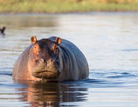 Lais Puzzle - Gewöhnliches Nilpferd (Hippopotamus amphibius) zeigt Aggression. Okavango-Delta. Botswana - 40, 100, 200, 500, 1.000 & 2.000 Teile