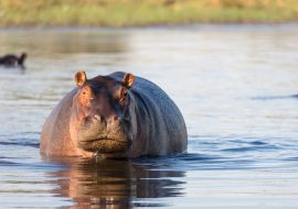 Lais Puzzle - Gewöhnliches Nilpferd (Hippopotamus amphibius) zeigt Aggression. Okavango-Delta. Botswana - 1.000 Teile