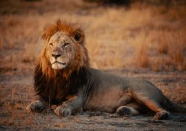Lais Puzzle - Männlicher Löwe entspannt sich bei Sonnenuntergang im Gras, Chobe Nationalpark, Botswana - 1.000 Teile