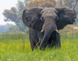 Lais Puzzle - Ein Elefant stellt warnend die Ohren auf, Okavango Delta, Botswana - 40, 100, 200, 500, 1.000 & 2.000 Teile