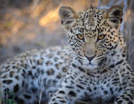 Lais Puzzle - Leopard (Panthera pardus) Jungtier (Welpe) mit den schönsten Augen. Zentral Kalahari. Botswana - 40, 100, 200, 500, 1.000 & 2.000 Teile