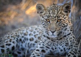 Lais Puzzle - Leopard (Panthera pardus) Jungtier (Welpe) mit den schönsten Augen. Zentral Kalahari. Botswana - 1.000 Teile