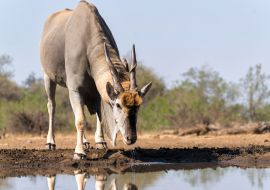 Lais Puzzle - Elenantilopenbulle (Taurotragus oryx) beim Trinken an einem Wasserloch im Mashatu-Wildreservat im Tuli-Block in Botsuana - 1.000 Teile