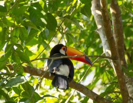 Lais Puzzle - Tukanvogel in der Natur in Foz do Iguazu, Brasilien - 40, 100, 200, 500, 1.000 & 2.000 Teile