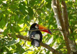 Lais Puzzle - Tukanvogel in der Natur in Foz do Iguazu, Brasilien - 1.000 Teile