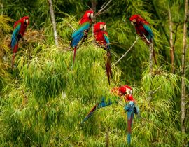 Lais Puzzle - Ein Schwarm roter Papageien sitzt auf einem Ast. Fliegende Aras, grüne Vegetation im Hintergrund. Roter und grüner Ara im tropischen Wald, Brasilien, Wildlife Szene aus der tropischen Natur - 40, 100, 200, 500, 1.000 & 2.000 Teile