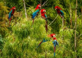 Lais Puzzle - Ein Schwarm roter Papageien sitzt auf einem Ast. Fliegende Aras, grüne Vegetation im Hintergrund. Roter und grüner Ara im tropischen Wald, Brasilien, Wildlife Szene aus der tropischen Natur - 1.000 Teile