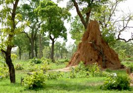 Lais Puzzle - Termitière et arbres verts dans la brousse africaine, Burkina Faso, Afrika - 1.000 Teile
