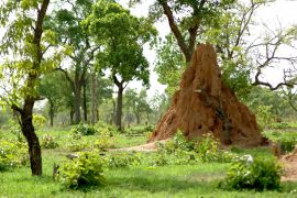 Lais Puzzle - Termitière et arbres verts dans la brousse africaine, Burkina Faso, Afrika - 2.000 Teile