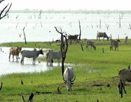 Lais Puzzle - Zébustruppe am Ufer eines Sees, verdorrte Bäume im See, Burkina Faso, Afrika - 40, 100, 200, 500, 1.000 & 2.000 Teile