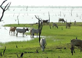 Lais Puzzle - Zébustruppe am Ufer eines Sees, verdorrte Bäume im See, Burkina Faso, Afrika - 1.000 Teile