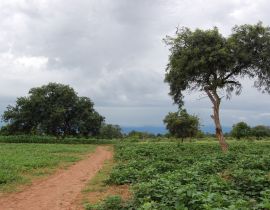 Lais Puzzle - un chemin qui mene au village Burkina faso - 40, 100, 200, 500, 1.000 & 2.000 Teile