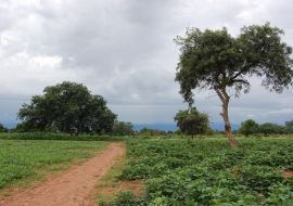 Lais Puzzle - un chemin qui mene au village Burkina faso - 1.000 Teile