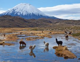 Lais Puzzle - Alpakas grasen in einem Feuchtgebiet, auf Spanisch bofedal genannt, am Fuße des schneebedeckten Vulkans Parinacota, 6324 m hoch, im Altiplano von Nordchile - 40, 100, 200, 500, 1.000 & 2.000 Teile
