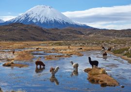 Lais Puzzle - Alpakas grasen in einem Feuchtgebiet, auf Spanisch bofedal genannt, am Fuße des schneebedeckten Vulkans Parinacota, 6324 m hoch, im Altiplano von Nordchile - 1.000 Teile
