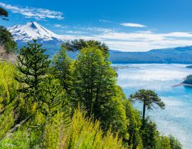 Lais Puzzle - Araukarienwald im Conguillio-Nationalpark, Chile - 40, 100, 200, 500, 1.000 & 2.000 Teile