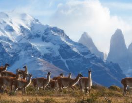 Lais Puzzle - Eine Herde Guanakos (Lama guanicoe) weidet an einem Berghang im Torres del Paine Nationalpark in der Region Magallanes im Süden Chiles - 40, 100, 200, 500, 1.000 & 2.000 Teile