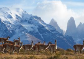 Lais Puzzle - Eine Herde Guanakos (Lama guanicoe) weidet an einem Berghang im Torres del Paine Nationalpark in der Region Magallanes im Süden Chiles - 1.000 Teile