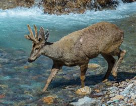 Lais Puzzle - Männlicher Südandenhirsch (Hippocamelus bisulcus) beim Überqueren eines Flusses, Aysen-Region, Patagonien, Chile - 40, 100, 200, 500, 1.000 & 2.000 Teile
