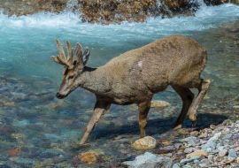Lais Puzzle - Männlicher Südandenhirsch (Hippocamelus bisulcus) beim Überqueren eines Flusses, Aysen-Region, Patagonien, Chile - 1.000 Teile