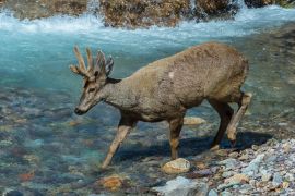 Lais Puzzle - Männlicher Südandenhirsch (Hippocamelus bisulcus) beim Überqueren eines Flusses, Aysen-Region, Patagonien, Chile - 2.000 Teile