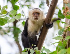 Lais Puzzle - Weißkopfkapuziner (Cebus capucinus) im Palo Verde National Park, Costa Rica - 40, 100, 200, 500, 1.000 & 2.000 Teile