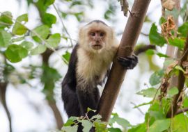 Lais Puzzle - Weißkopfkapuziner (Cebus capucinus) im Palo Verde National Park, Costa Rica - 1.000 Teile