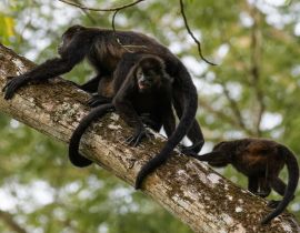 Lais Puzzle - Wilder Mantelbrüllaffe im Regenwald des Carara-Nationalparks in Costa Rica - 40, 100, 200, 500, 1.000 & 2.000 Teile