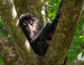 Lais Puzzle - Affe im Baum in Costa Rica - 40, 100, 200, 500, 1.000 & 2.000 Teile