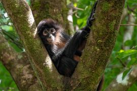 Lais Puzzle - Affe im Baum in Costa Rica - 2.000 Teile