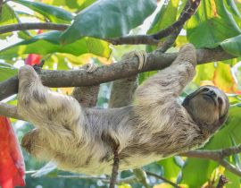 Lais Puzzle - Braunkehliges Dreizehenfaultier im Regenwald von Costa Rica - 40, 100, 200, 500, 1.000 & 2.000 Teile