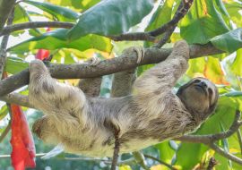 Lais Puzzle - Braunkehliges Dreizehenfaultier im Regenwald von Costa Rica - 1.000 Teile