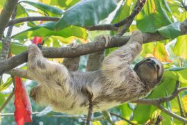 Lais Puzzle - Braunkehliges Dreizehenfaultier im Regenwald von Costa Rica - 2.000 Teile
