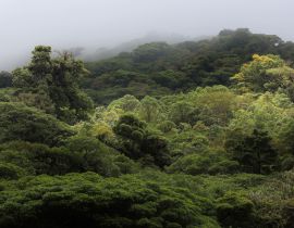 Lais Puzzle - Die Landschaft des Monteverde-Regenwaldes, Costa Rica - 40, 100, 200, 500, 1.000 & 2.000 Teile