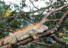 Lais Puzzle - Wilder Grüner Leguan, Costa Rica - 100, 200, 500, 1.000 & 2.000 Teile