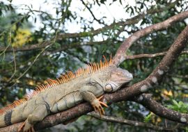 Lais Puzzle - Wilder Grüner Leguan, Costa Rica - 1.000 Teile