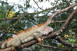 Lais Puzzle - Wilder Grüner Leguan, Costa Rica - 2.000 Teile