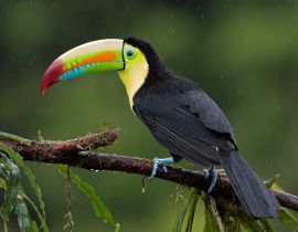 Lais Puzzle - Kielschnabeltukan (Ramphastos sulfuratus), Nahaufnahme auf einem moosbewachsenen Ast im Regenwald, Boca Tapada, Laguna de Lagarto Lodge, Costa Rica - 40, 100, 200, 500, 1.000 & 2.000 Teile